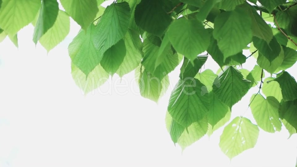 Green Leaf Isolated On White Background - Download Videohive 18690759
