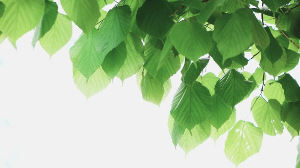 Green Leaf Isolated On White Background - Download Videohive 18690759