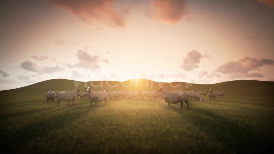 Group of Sheeps Grazing in the Field - Download Videohive 20018133