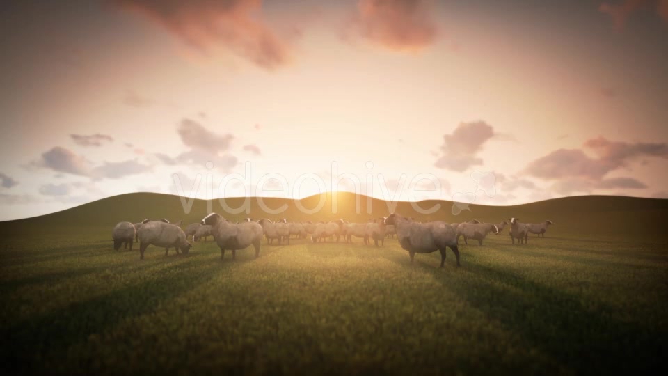 Group of Sheeps Grazing in the Field - Download Videohive 20018133