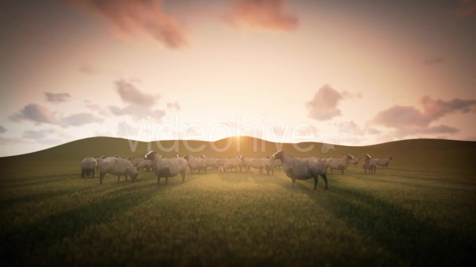 Group of Sheeps Grazing in the Field - Download Videohive 20018133