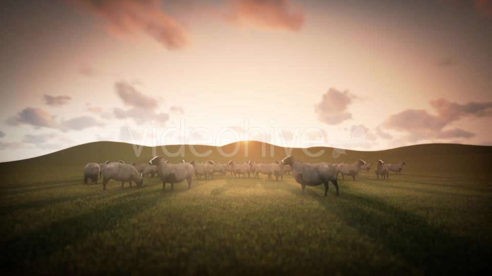 Group of Sheeps Grazing in the Field - Download Videohive 20018133