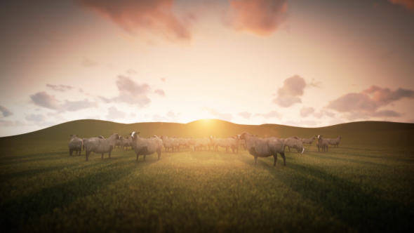 Group of Sheeps Grazing in the Field - Download Videohive 20018133