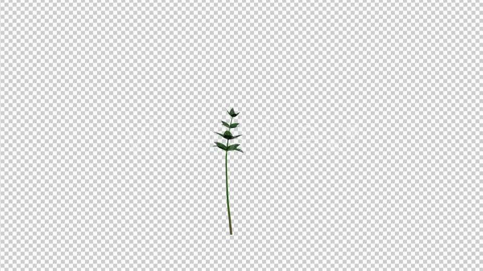 Growing Flower - Download Videohive 19834685