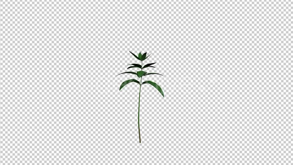 Growing Flower - Download Videohive 19834685