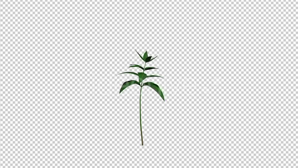 Growing Flower - Download Videohive 19834685