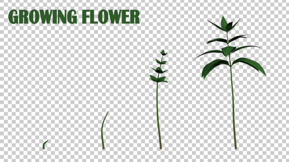 Growing Flower - Download Videohive 19834685