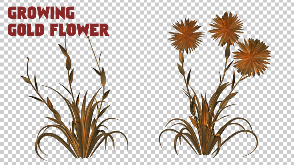 Growing Gold Flower - Download Videohive 19461033