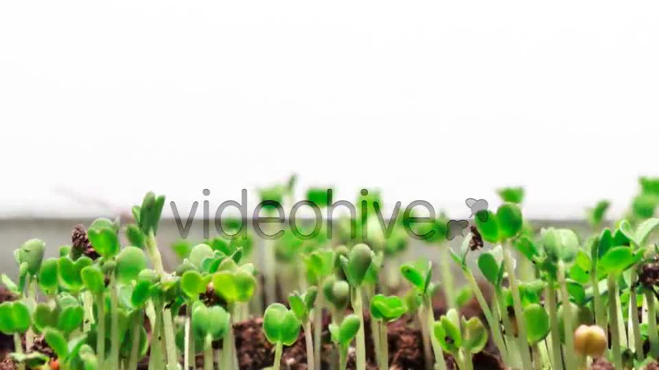 Growing Grass  Videohive 2432973 Stock Footage Image 1