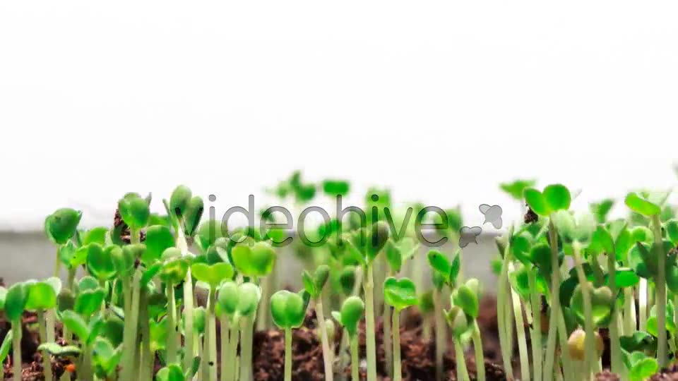 Growing Grass  Videohive 2432973 Stock Footage Image 2