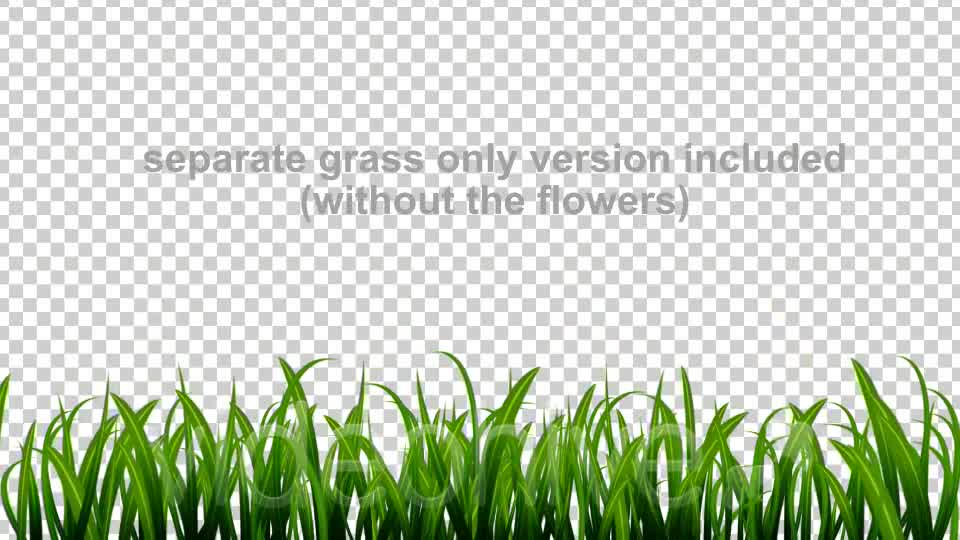Growing Grass and Flowers Videohive 93075 Motion Graphics Image 10