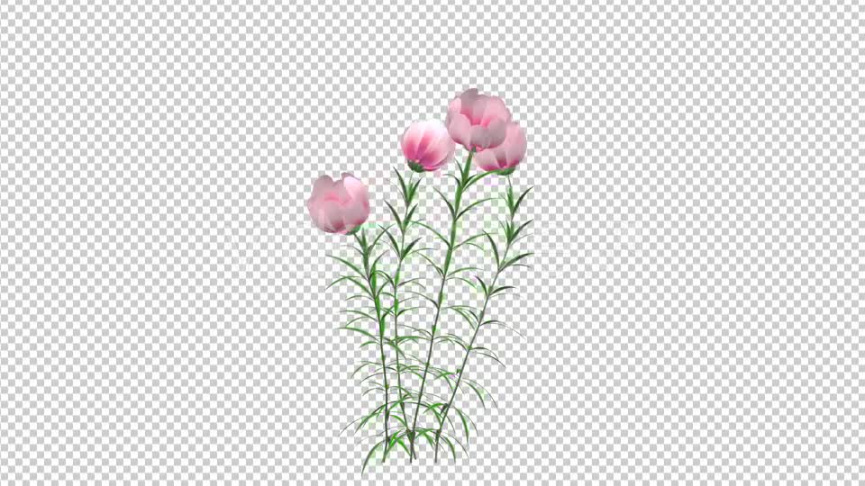 Growing Pink Flower - Download Videohive 21311673