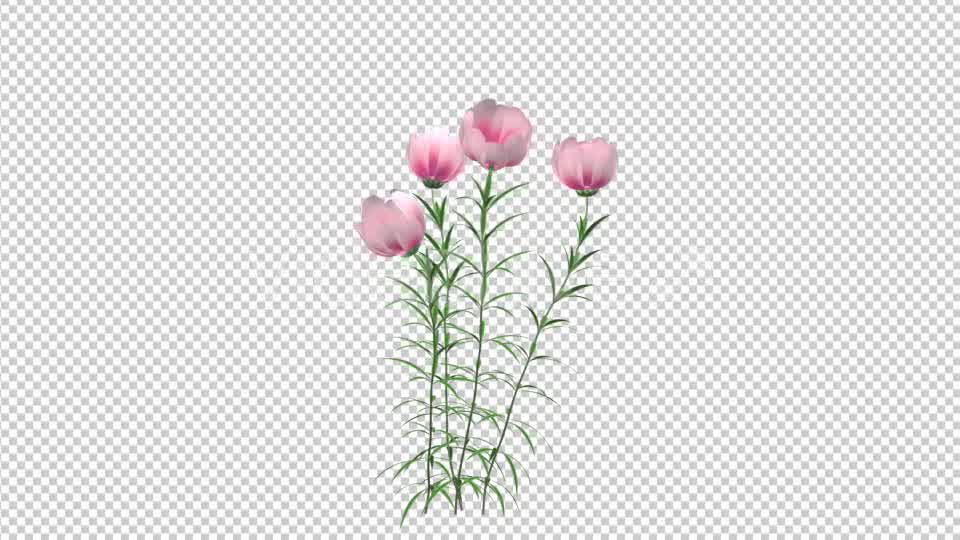 Growing Pink Flower - Download Videohive 21311673