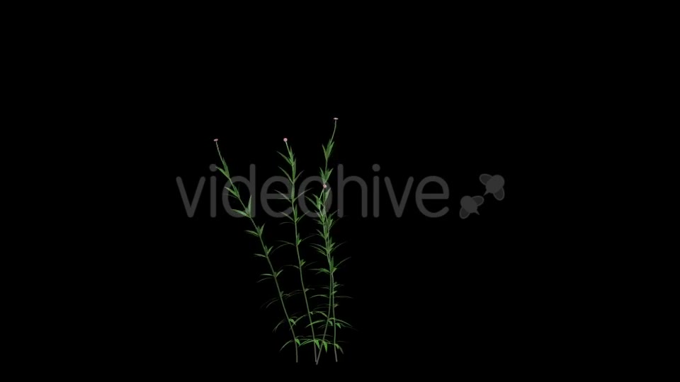 Growing Pink Flower - Download Videohive 21311673