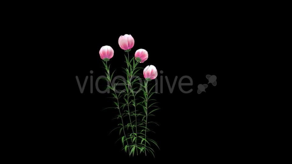 Growing Pink Flower - Download Videohive 21311673