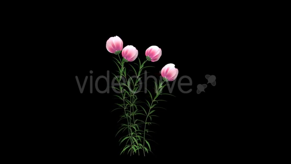 Growing Pink Flower - Download Videohive 21311673