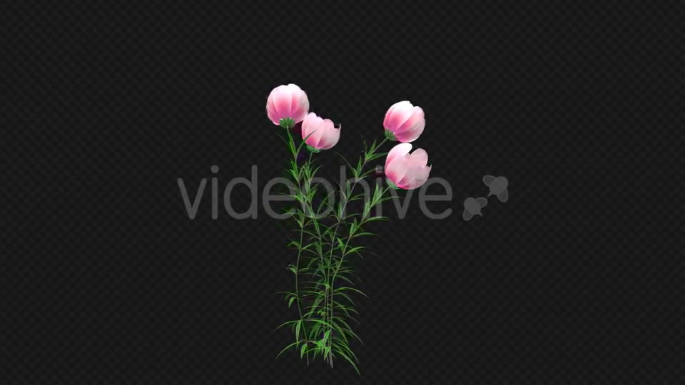 Growing Pink Flower - Download Videohive 21311673