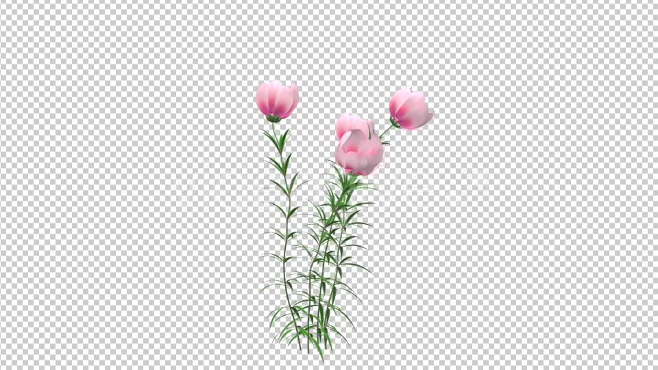 Growing Pink Flower - Download Videohive 21311673