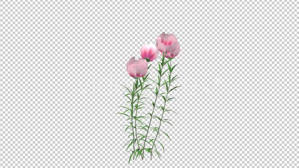 Growing Pink Flower - Download Videohive 21311673