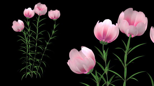 Growing Pink Flower - Download Videohive 21311673