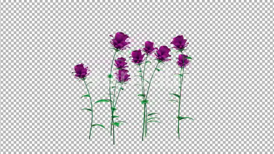 Growing Purple Flowers - Download Videohive 21638321