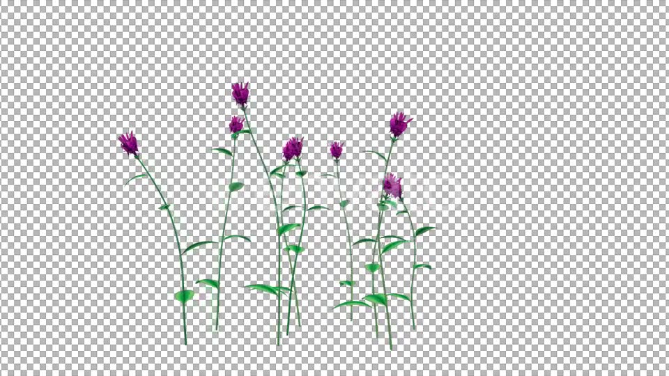 Growing Purple Flowers - Download Videohive 21638321