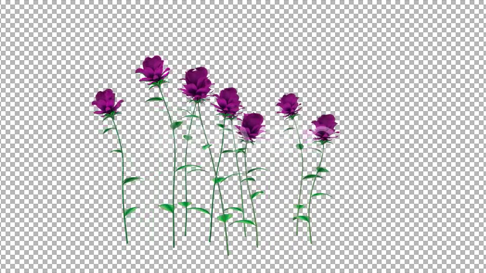 Growing Purple Flowers - Download Videohive 21638321