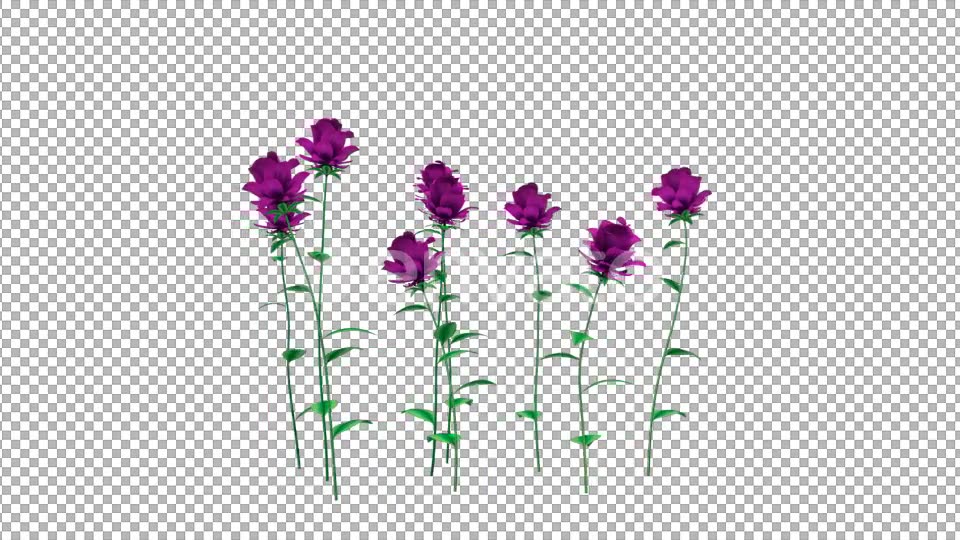 Growing Purple Flowers - Download Videohive 21638321