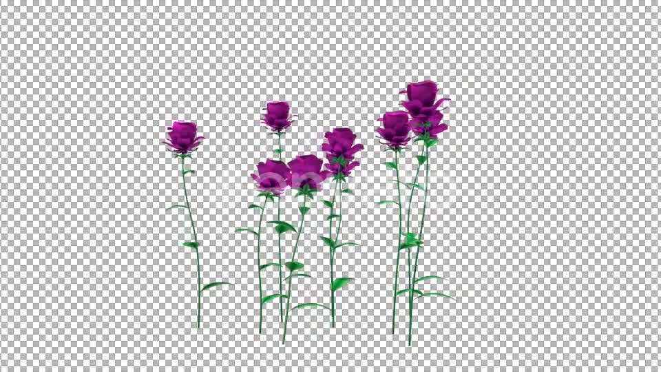 Growing Purple Flowers - Download Videohive 21638321