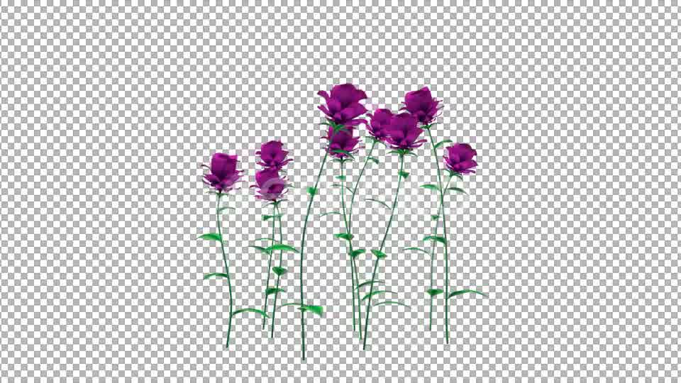 Growing Purple Flowers - Download Videohive 21638321