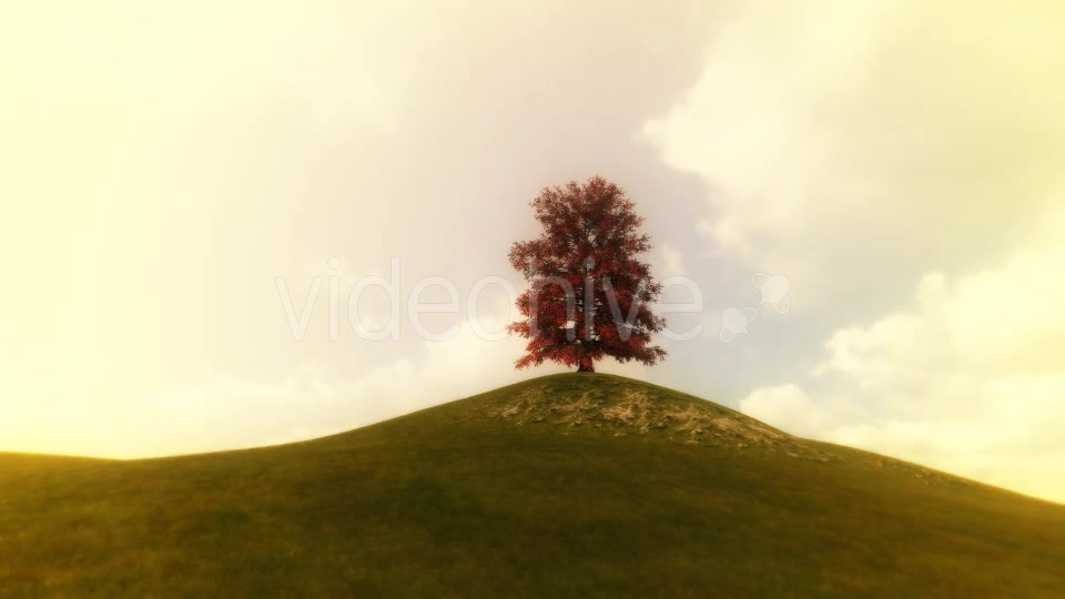 Growing Red Tree - Download Videohive 20777058
