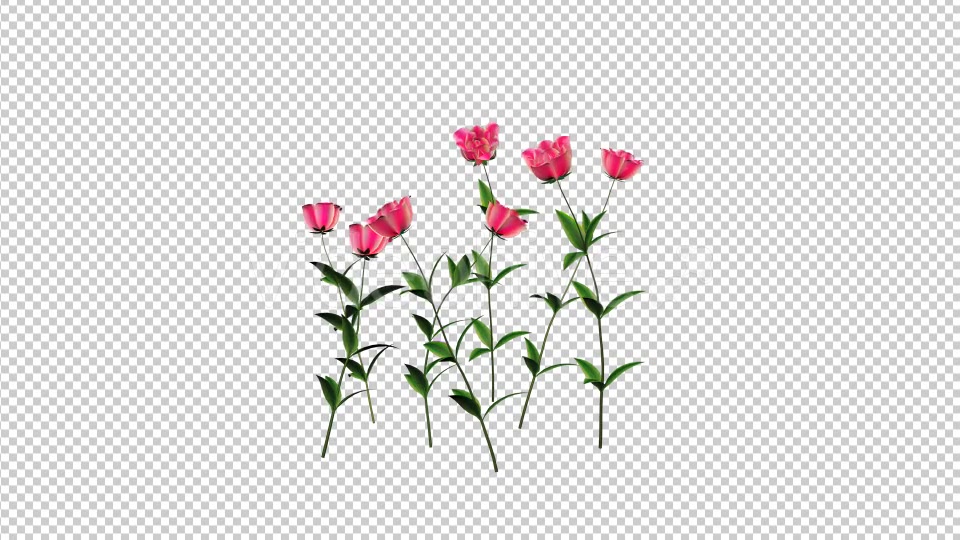 Growing Rose Flower - Download Videohive 21311719