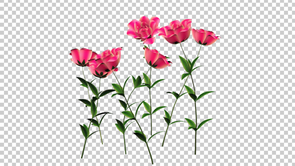Growing Rose Flower - Download Videohive 21311719