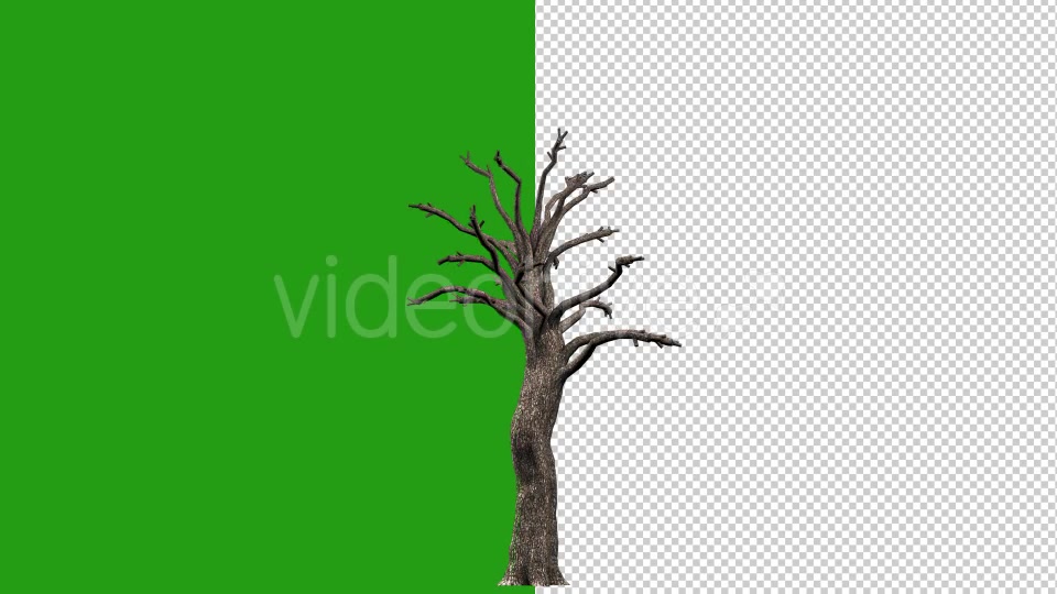 Growing Tree - Download Videohive 16727173