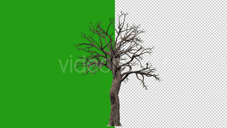 Growing Tree - Download Videohive 16727173