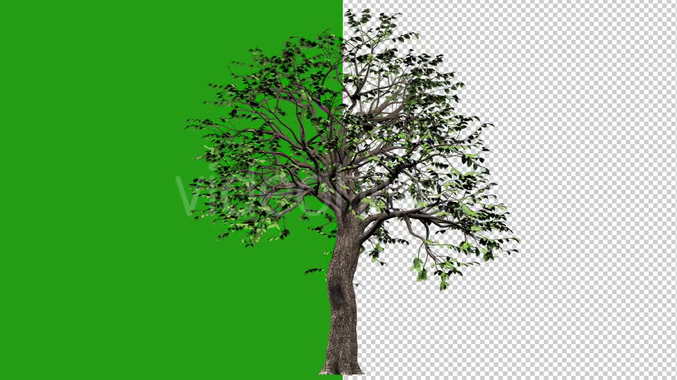 Growing Tree - Download Videohive 16727173