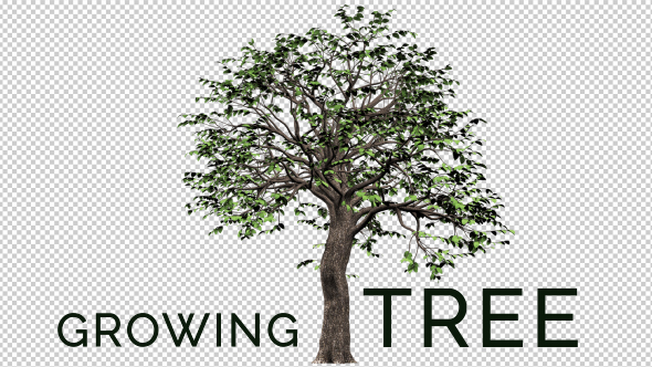 Growing Tree - Download Videohive 16727173