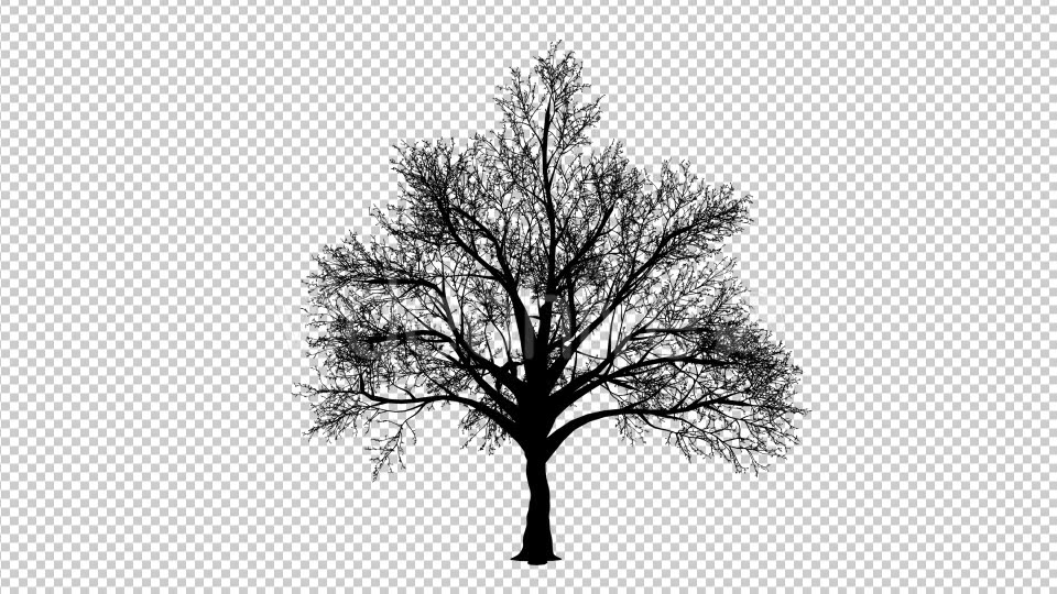Growing Tree Silhouette - Download Videohive 19518963