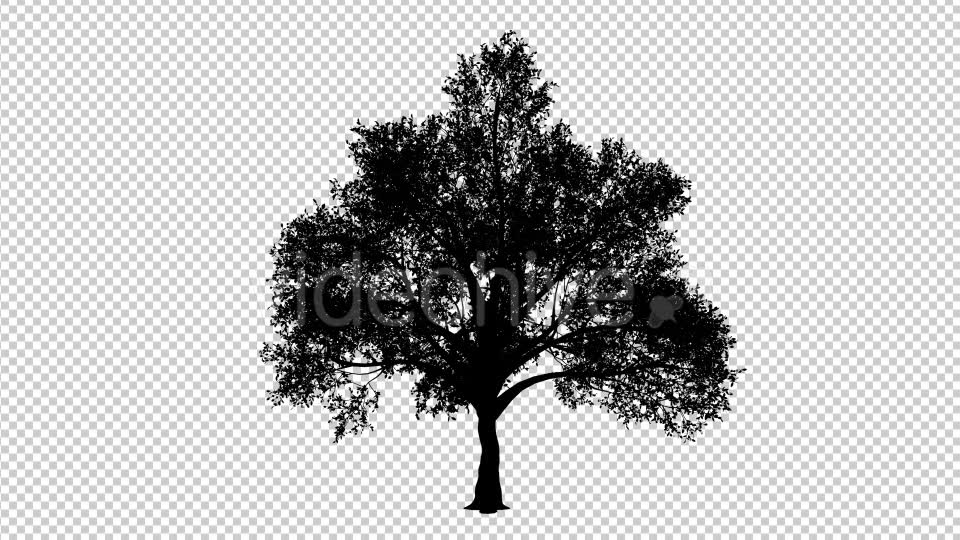 Growing Tree Silhouette - Download Videohive 19518963