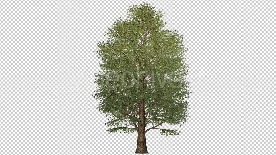 Growing Tree Tiny Leaves - Download Videohive 16956646