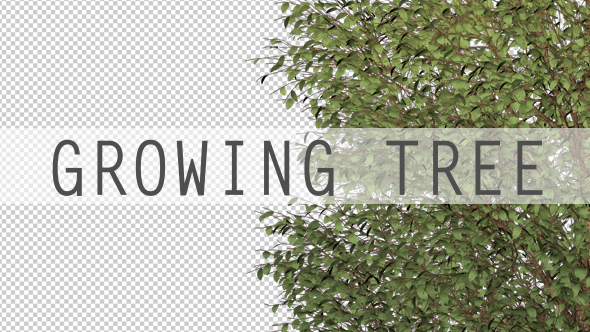 Growing Tree Tiny Leaves - Download Videohive 16956646