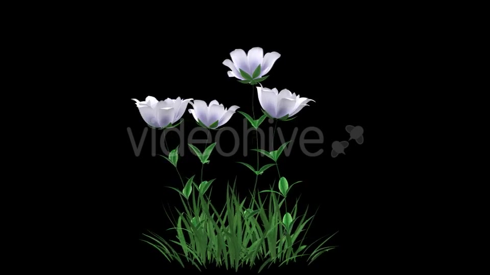 Growing White Flower - Download Videohive 21311752