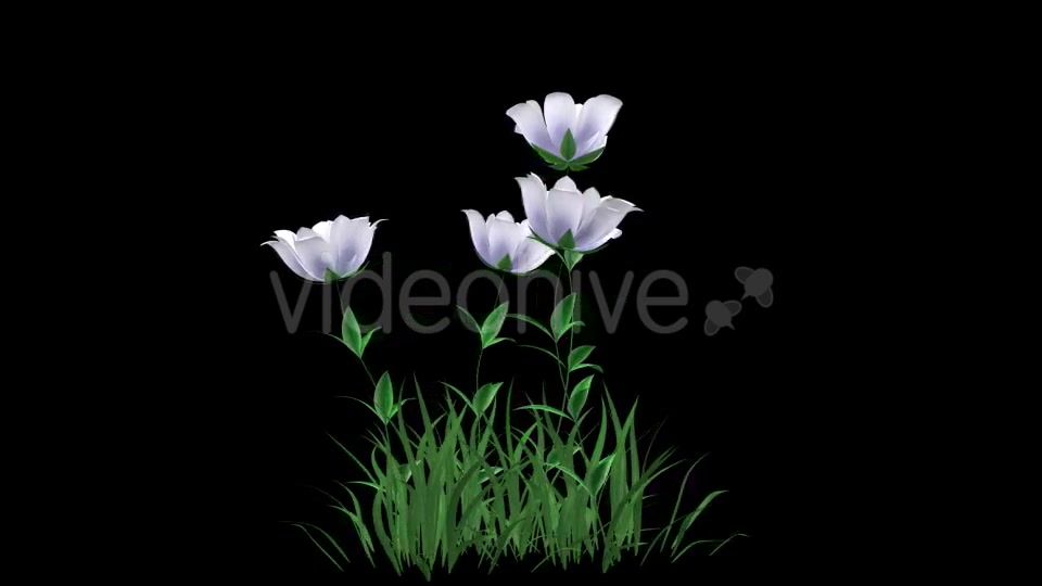Growing White Flower - Download Videohive 21311752