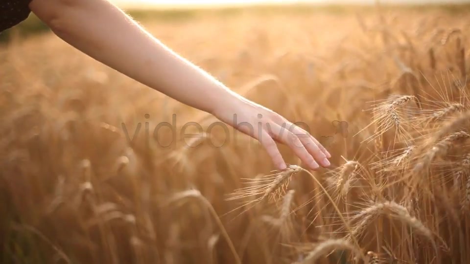 Hand On Cereal Field 2  - Download Videohive 5226140