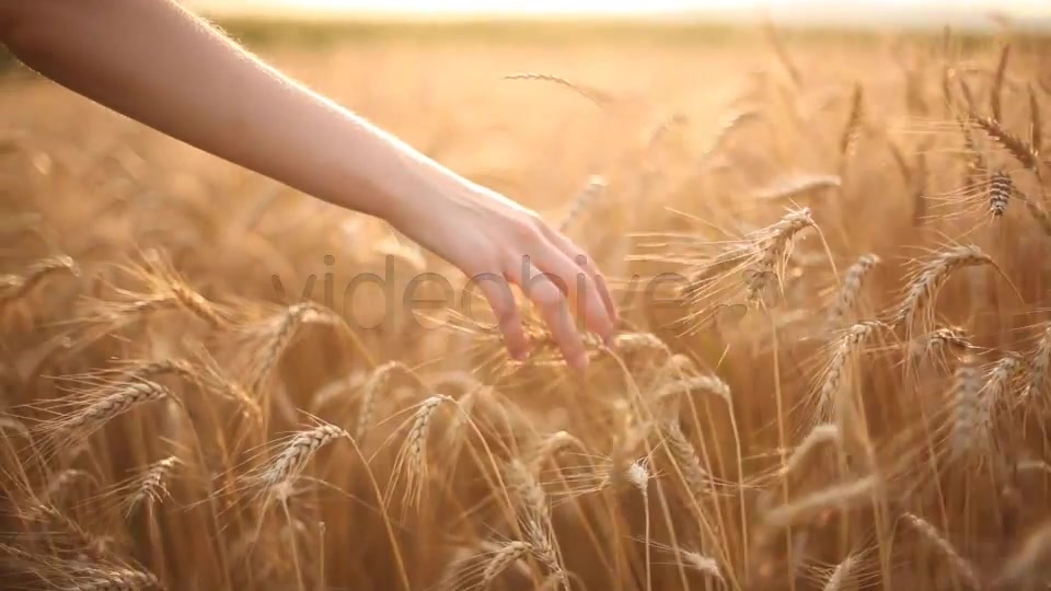 Hand On Cereal Field 2  - Download Videohive 5226140