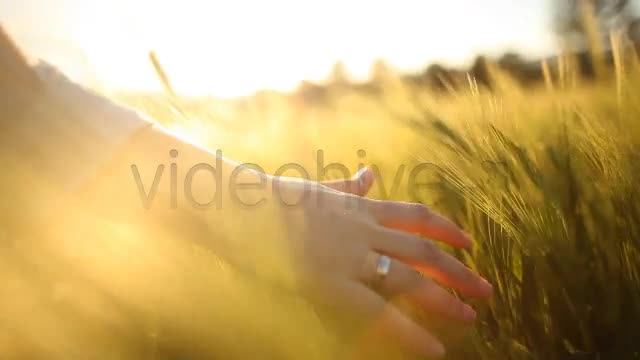 Hand with Wedding Ring on Ceral Field  Videohive 7687804 Stock Footage Image 1