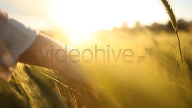 Hand with Wedding Ring on Ceral Field  Videohive 7687804 Stock Footage Image 3