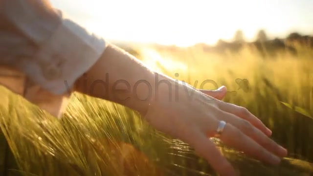 Hand with Wedding Ring on Ceral Field  Videohive 7687804 Stock Footage Image 4