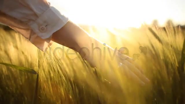 Hand with Wedding Ring on Ceral Field  Videohive 7687804 Stock Footage Image 5