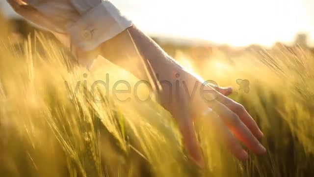 Hand with Wedding Ring on Ceral Field  Videohive 7687804 Stock Footage Image 8